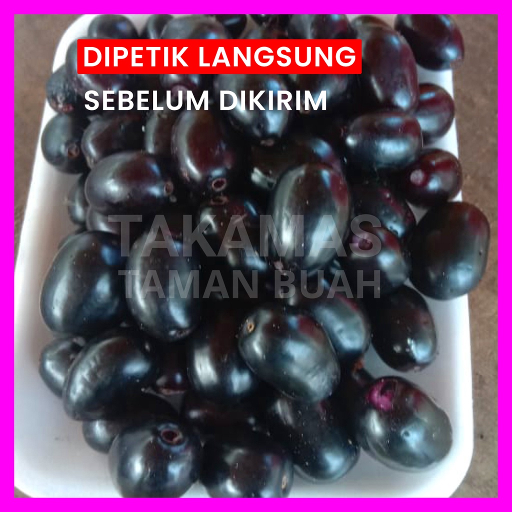 Juwet Hitam Segar Petik Langsung Duwet Segar Jamblang Segar Asli 1 Kg Buah Juwet