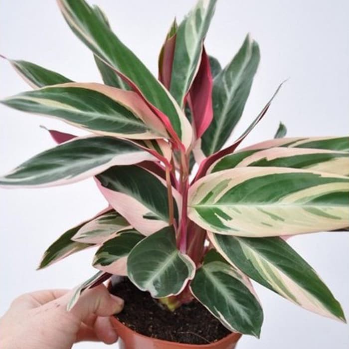 Tanaman Calathea Multicolor