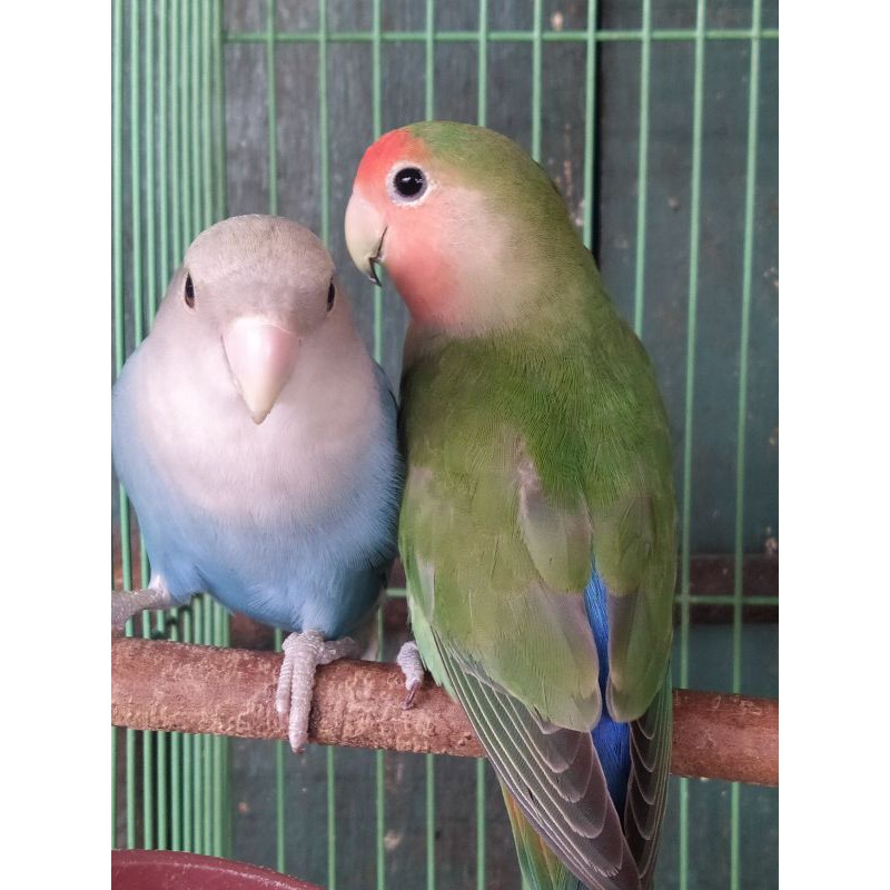 Lovebird Nk Dewasa Sepasang opaline biru