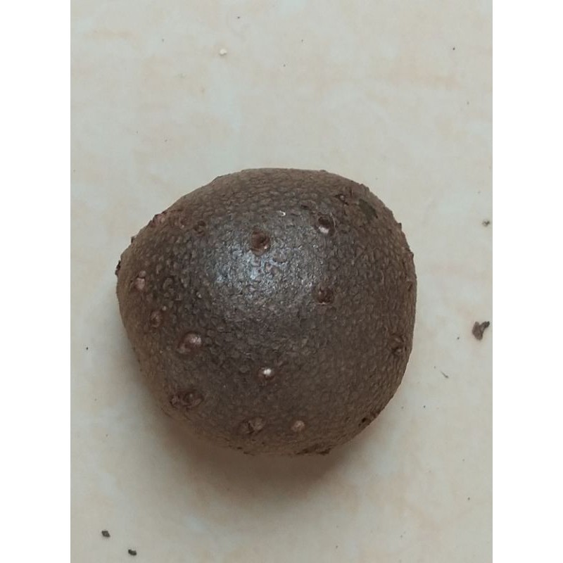 

Bibit Katak Porang