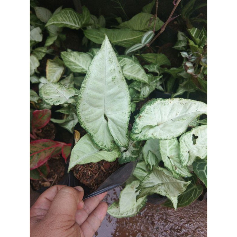 tanaman hias keladi putih-pohon hias keladi putih-singonium keladi putih
