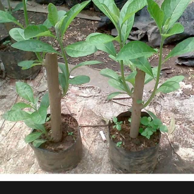 Tanaman herbal sambung nyawa/pohon sambung nyawa