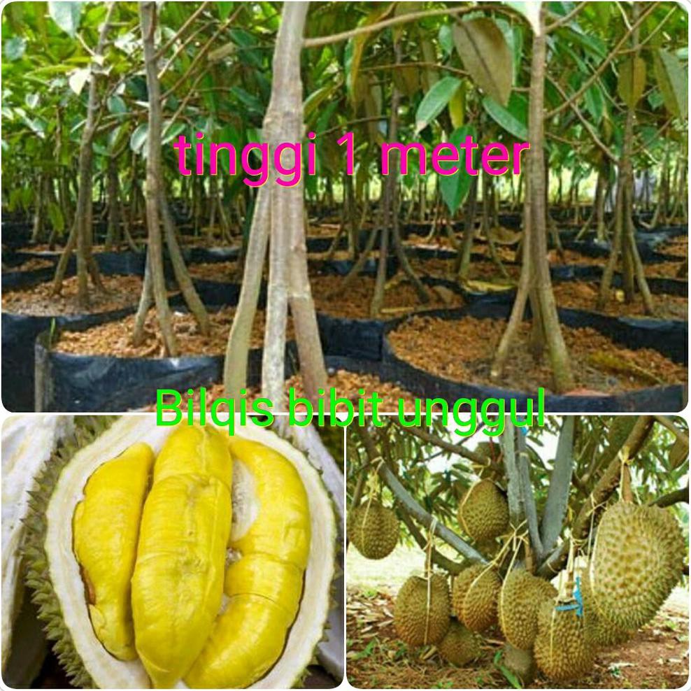 @_# Bibit Durian Bawor Montong Kaki 3 Tinggi Satu Meter Kk1