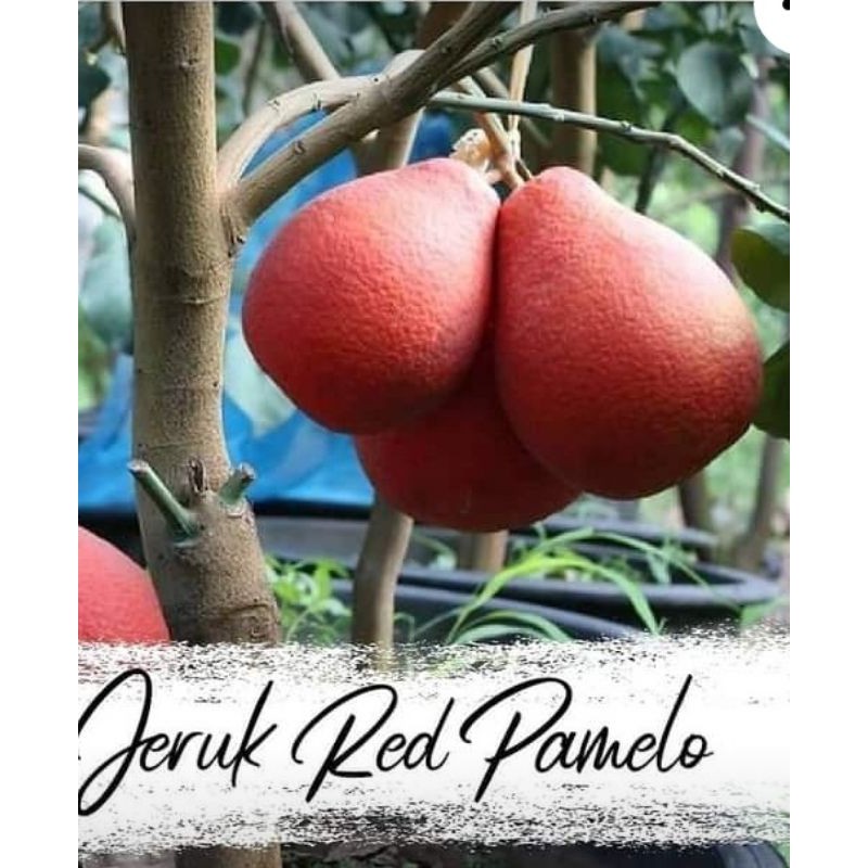 red pamelo