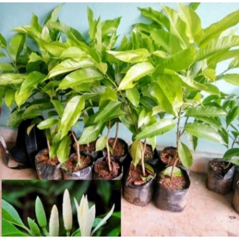 Pohon Kantil Bunga Putih / Cempaka Putih Bibit Tanaman Pohon Bunga Kantil
