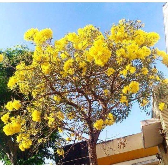 Tanaman Bunga Tabebuya Sakura (Handroanthus chrysotrichus) Pohon