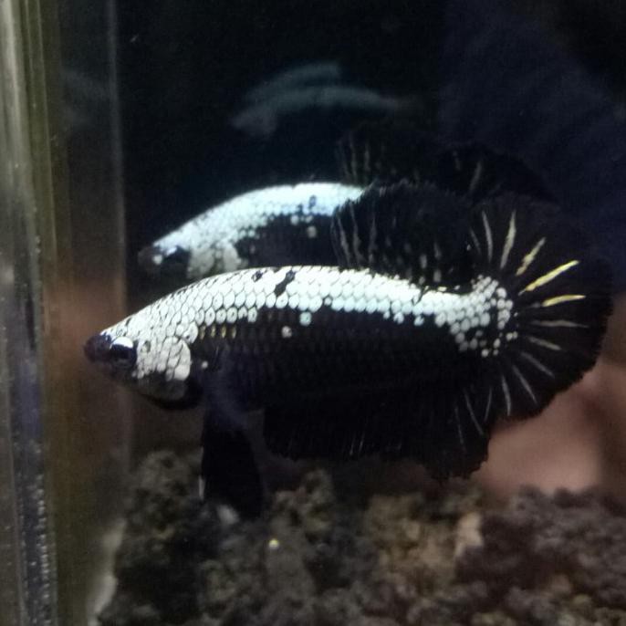 Terbaru Ikan Cupang Jantan Black Samurai 224