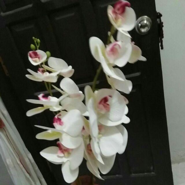 (cod)anggrek Lateks Real Touch