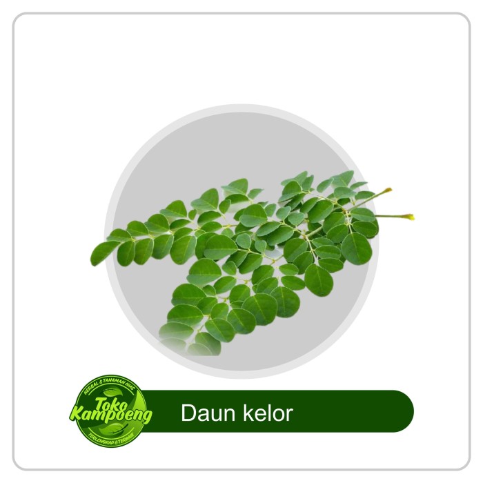 

Daun kelor segar 100gram (obat herbal)