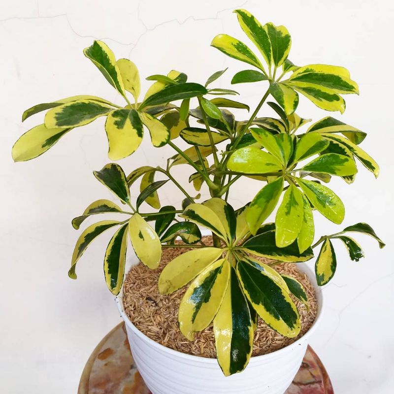 BISA COD Tanaman wali songo # wali songo golden # wali songo varigata