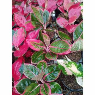Aglonema Kanza tanaman hias aglonema kanza remaja Aglonema Kanza tanaman hias aglonema kanza remaja