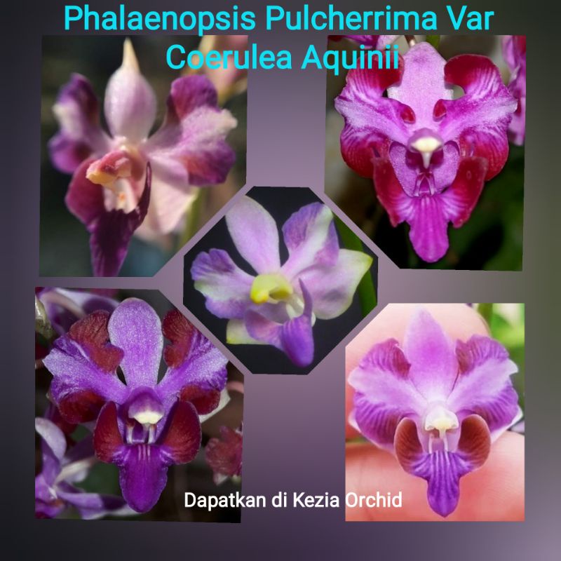 Anggrek Bulan Doritis Pulcherrima Var Coerulea Aquinii / Phalaenopsis Pulcherrima Var Coerulea Aquin