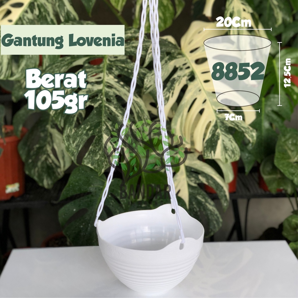 Pot Gantung Lovenia Putih Bunga Tanaman Kembang Hias Plastik Murah - Pot Tanaman Hias Bunga Cantik