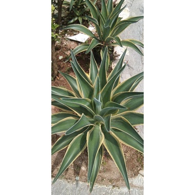 tanaman hias agave king