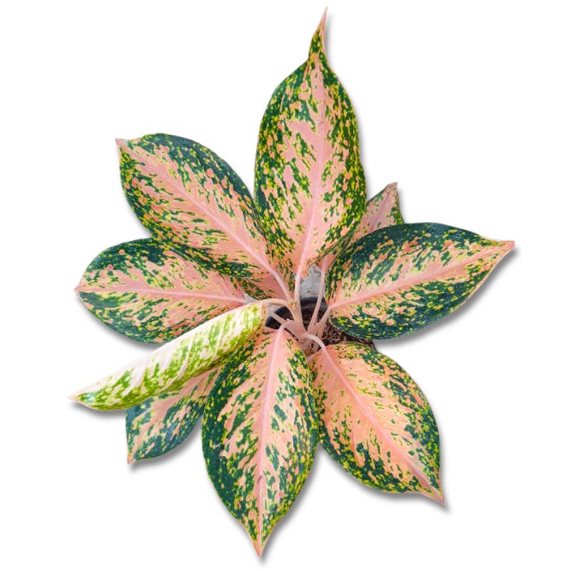 Aglonema Silverbell silver bell Tanaman Hias Bunga Aglaonema Murah Merah BUKAN bonggol bibit