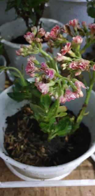 Pot Tawon 18 Cm Plastik  Tanaman Hias Bunga  Sukulen Kaktus