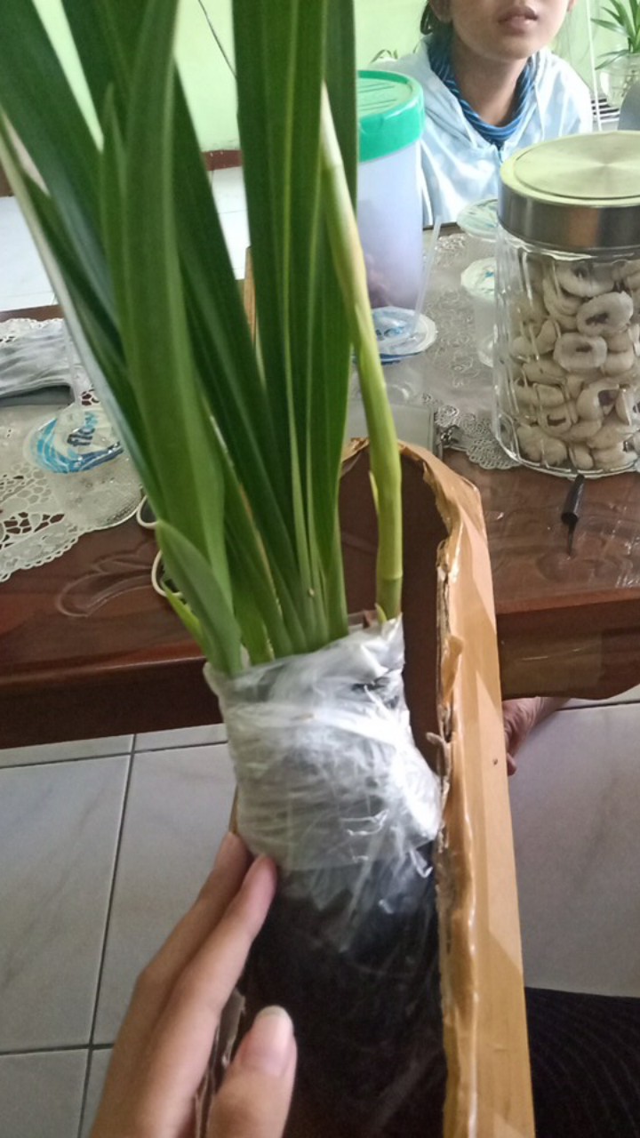 Anggrek Cymbidium Golden Boy