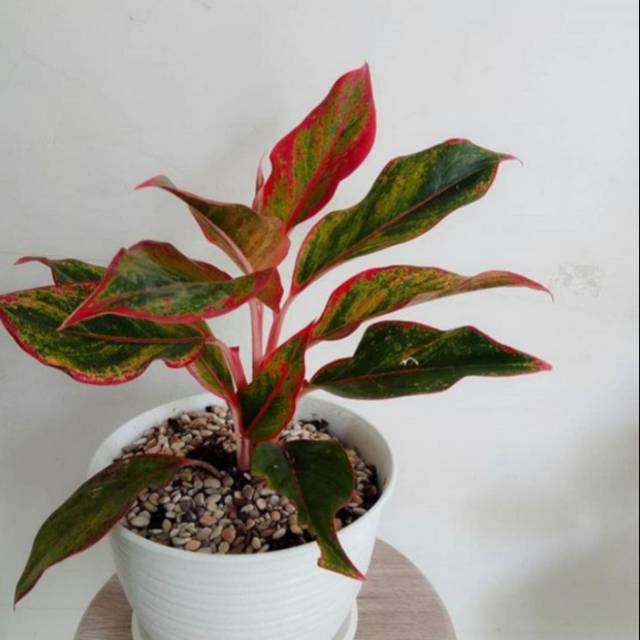 Tanaman Hias Aglonema lipstik + pot putih