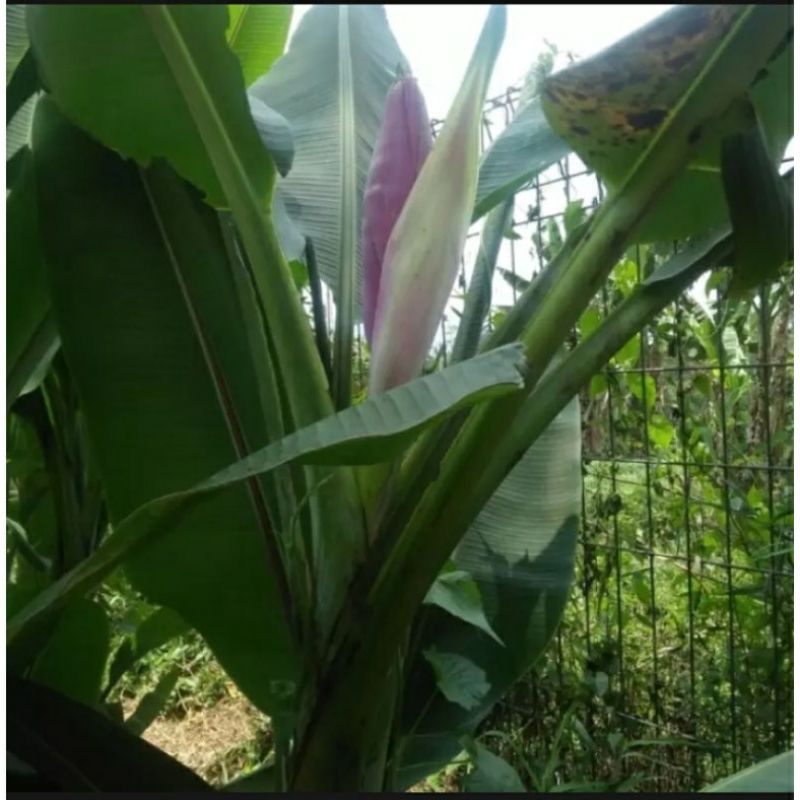 Pucuk Daun Pisang Emas Muda 100 gram pucuk daun pisang mas asli