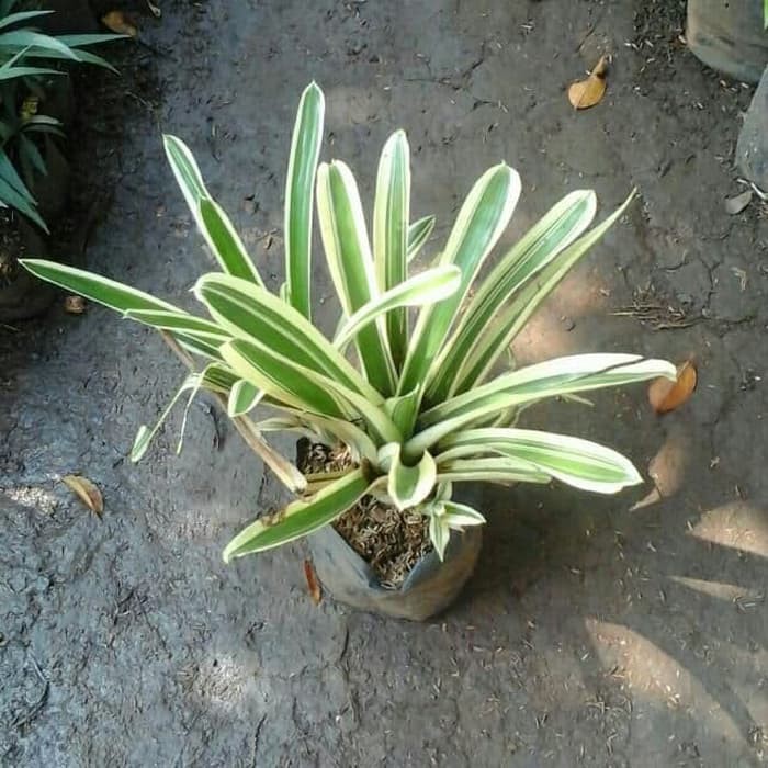 Tanaman Hias Bromelia varigata Bromeliad Variegata putih