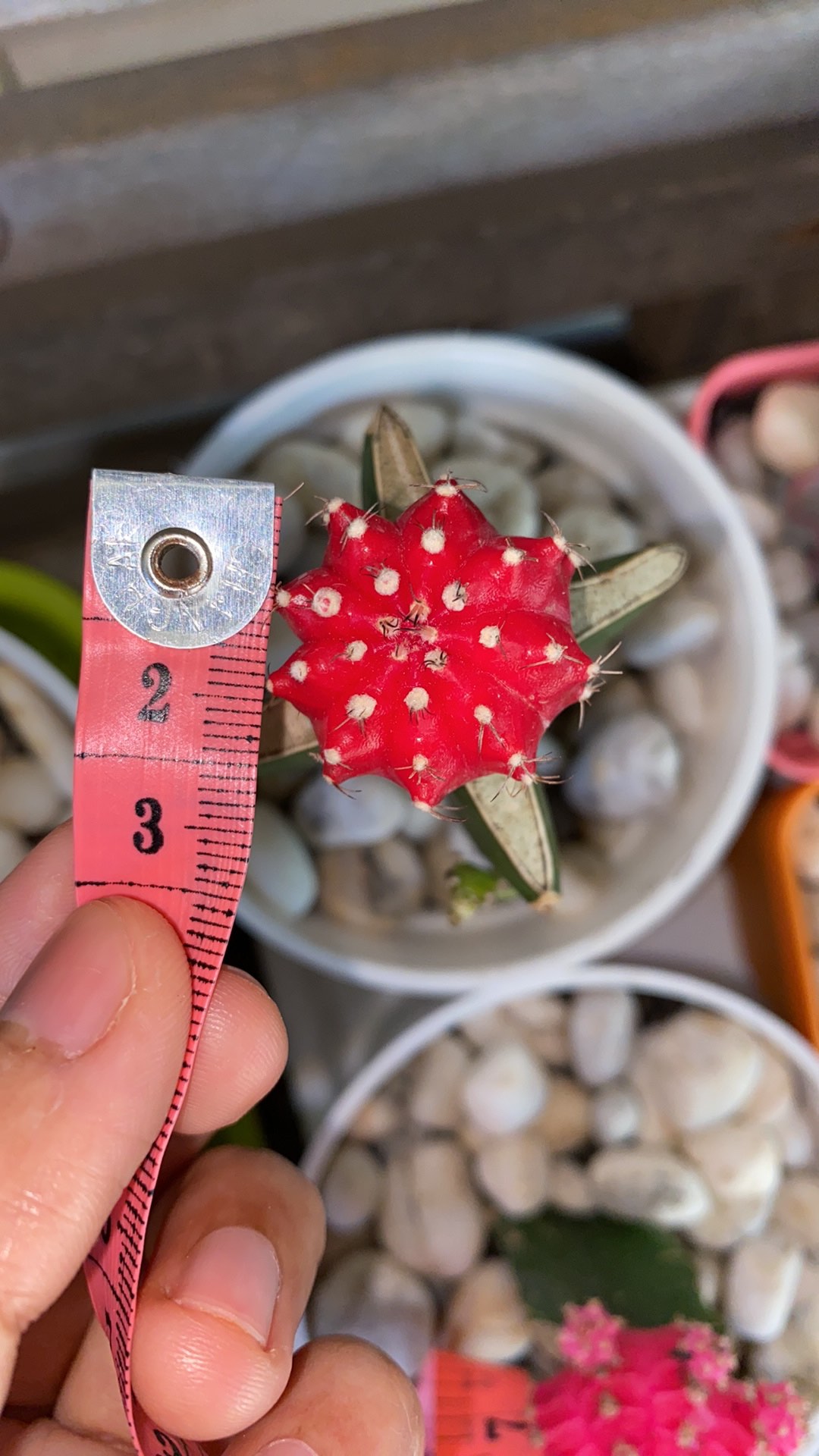 Grafting Warna Import