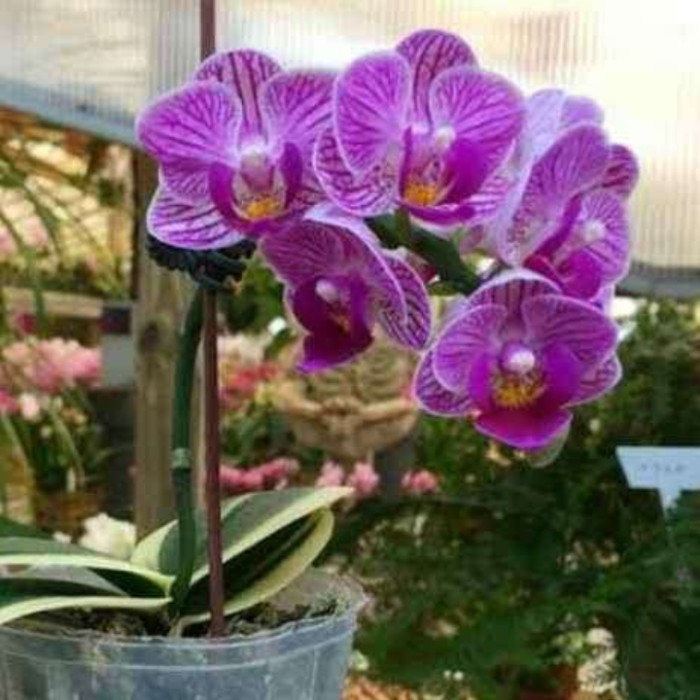 anggrek bulan variegata phalaenopsis