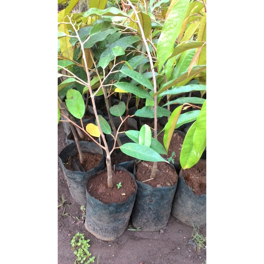 Bibit Durian Montong thailand (ORIGINAL)