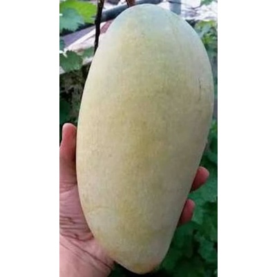 Bibit Buah Mangga Kiojay Super Jumbo