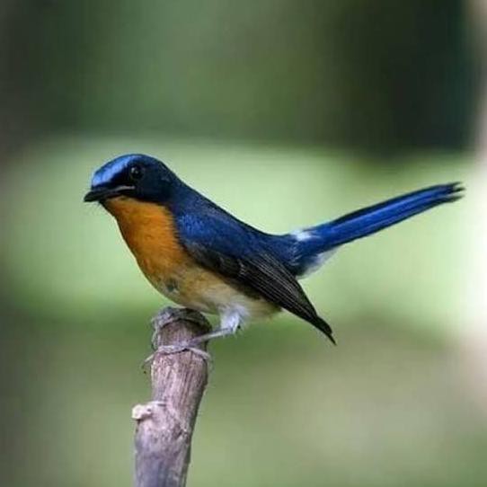 burung tledekan gunung pilihan jos