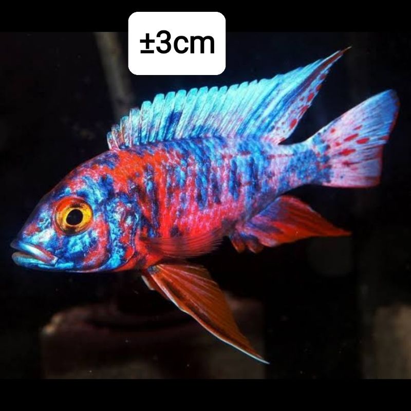 cichlid aulonocara ob peacock