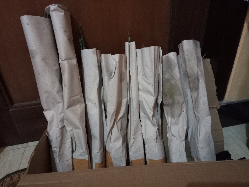 Murah  Tanaman Hias Monstera Philodendrum - Philo Jari - Monstera Philo Jari