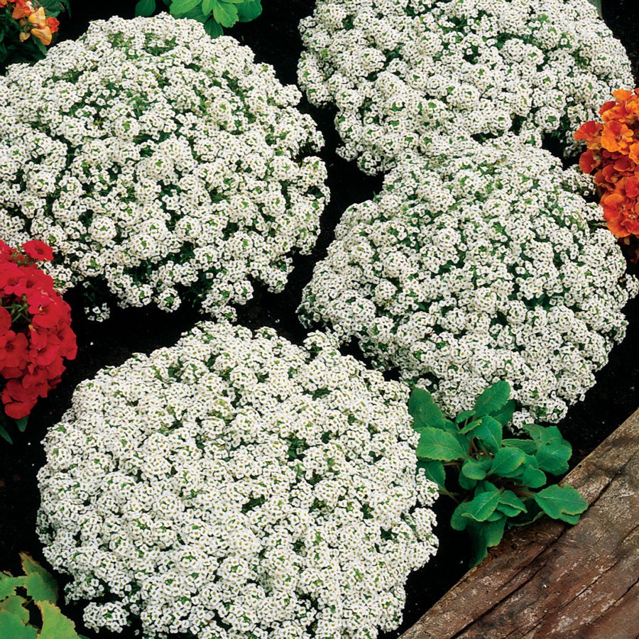 Benih Bibit Biji - Bunga Alyssum Snow Cloth (Lobularia maritima) Sweet Alyssum Putih Flower Seeds - IMPORT