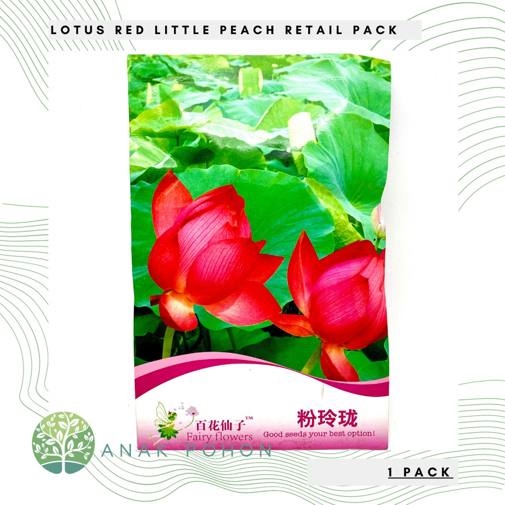 ( 1 PACK ) Benih Bibit Biji - Lotus Seroja Nelumbo nucifera Red Little Peach Retail Pack - IMPORT