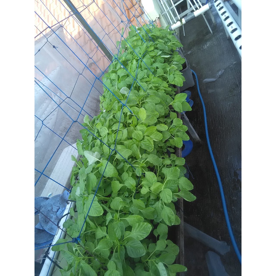 

Bayam Hijau/Green spinach