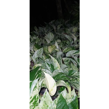 sirih marbel varigata