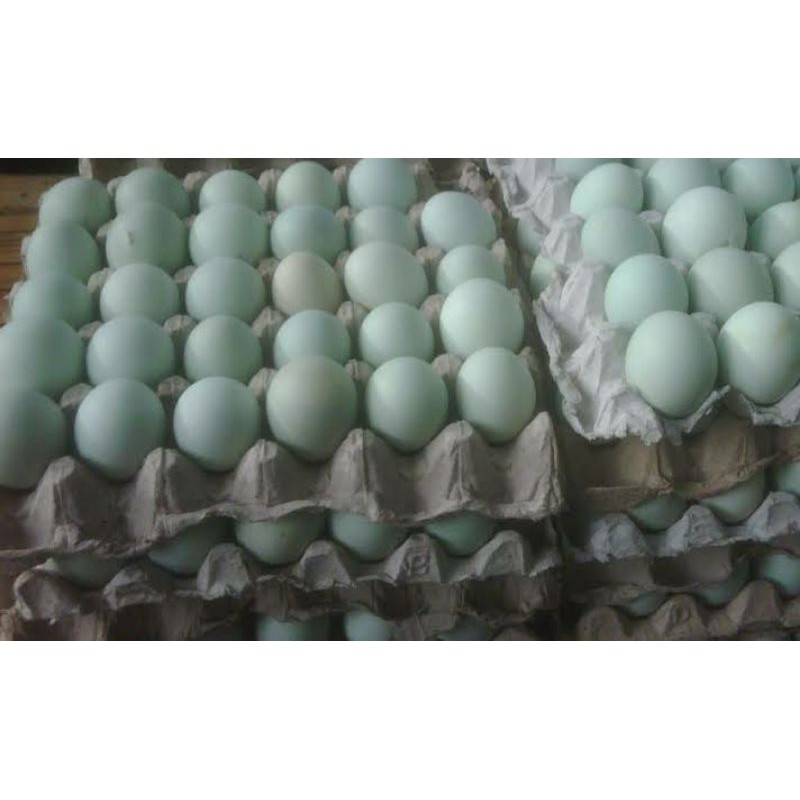 

Telur bebek bisa di tetaskan daan untuk jamu