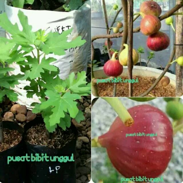 Bibit buah tin merah