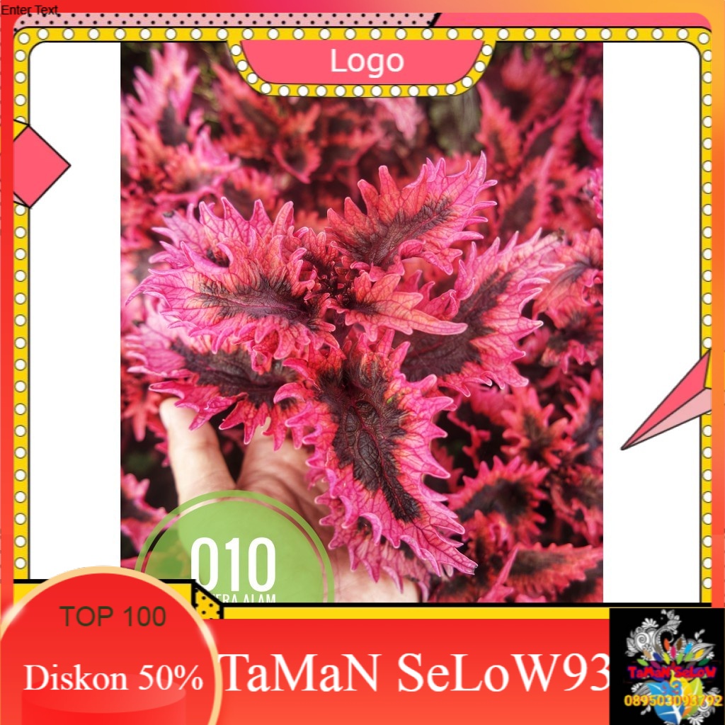 No 10 Tanaman hias Miana/coleus/iler/jawer kotok ID Dendeng Balado
