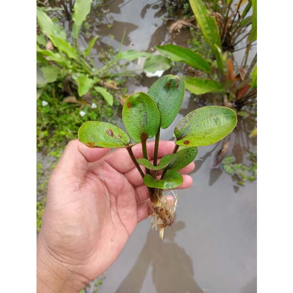 Echinodorus Big Bear