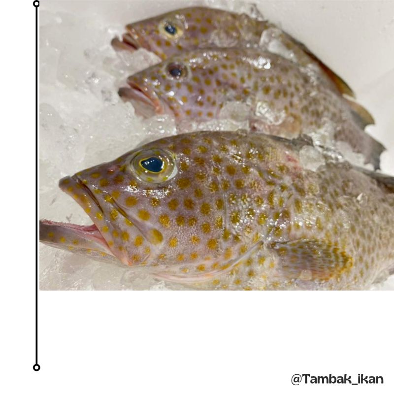 

Ikan Kerapu/Kerapu Segar 1KG