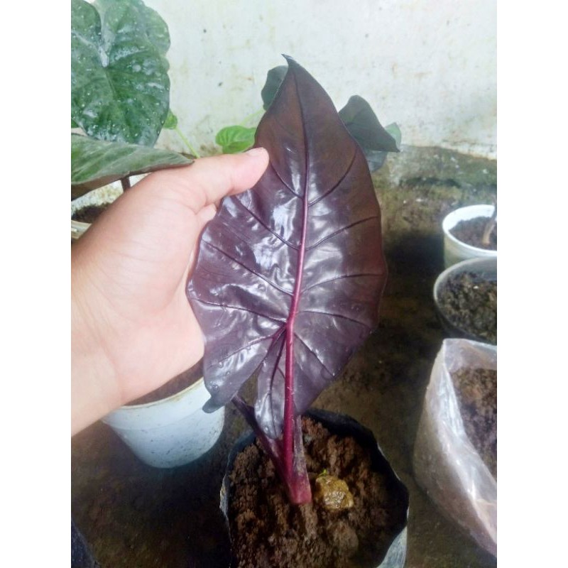 Keladi hitam Alokasia black