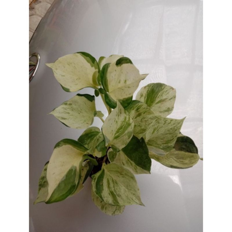 Tanaman Hias Sirih Gading/Srigading Manjula/Aureum Manjula Pothos Bibit Berkualitas Dan Daun Rimbun 