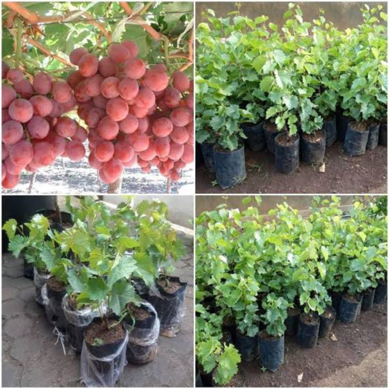 BIBIT BUAH ANGGUR IMPORT TANPA BIJI
