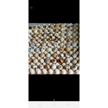 

telor fertil gps coklat