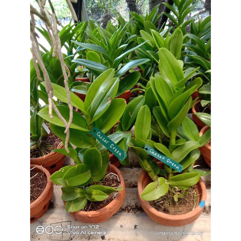Dendrobium caesar green Dewasa