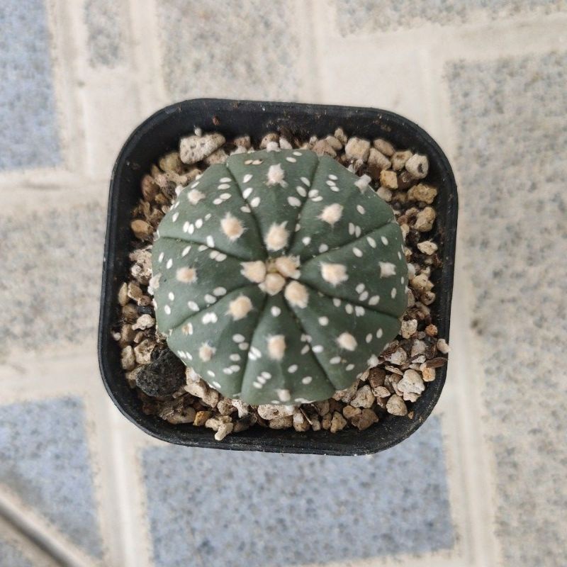 kaktus astrophytum