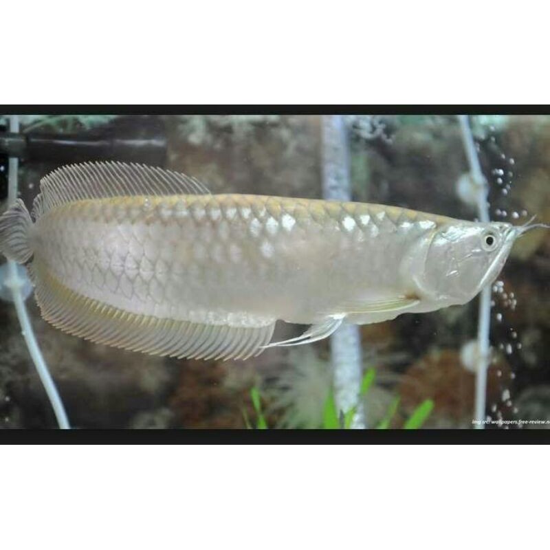 

(COD)IKAN ARWANA SILVER RED BRAZIL SIZE 11-12 CM