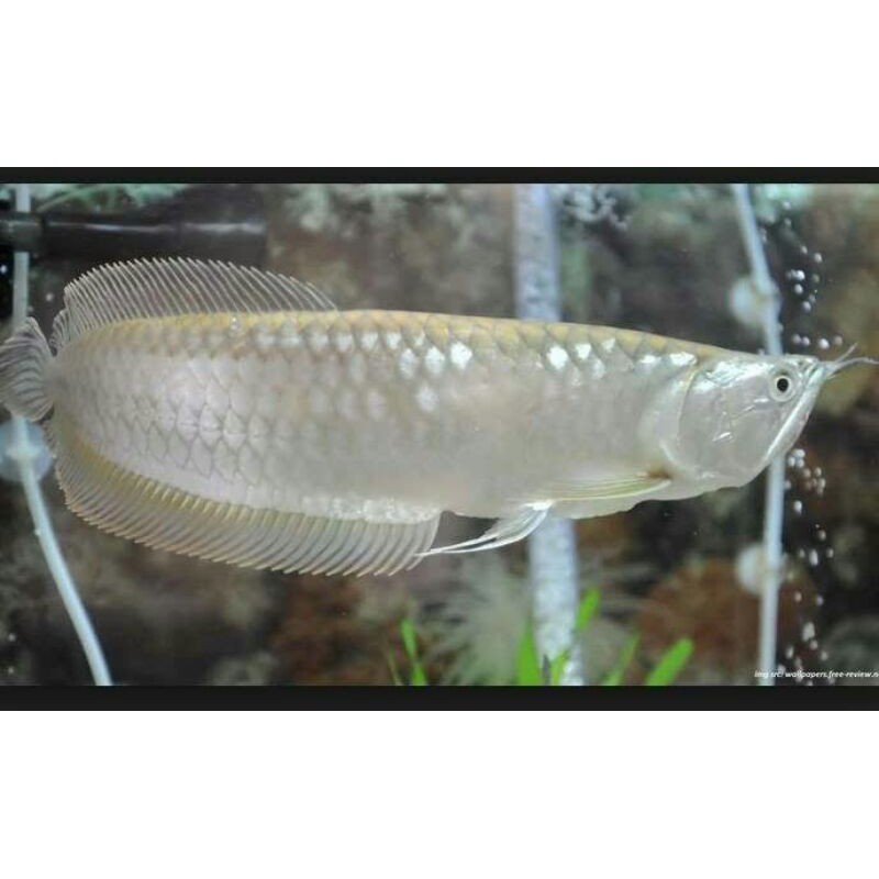 (COD)IKAN ARWANA SILVER RED BRAZIL SIZE 11-12 CM