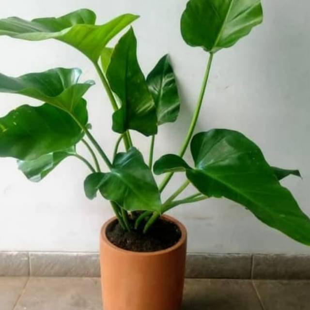 Philodendron Marble / Philo Marble / Philodendron | Shopee