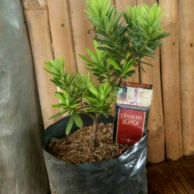 Tanaman Hias Lohansung Cincuan / Pohon Lohansung Cincuan Bahan Bonsai